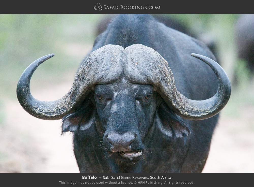 Buffalo in Sabi Sand Game Reserves, South Africa