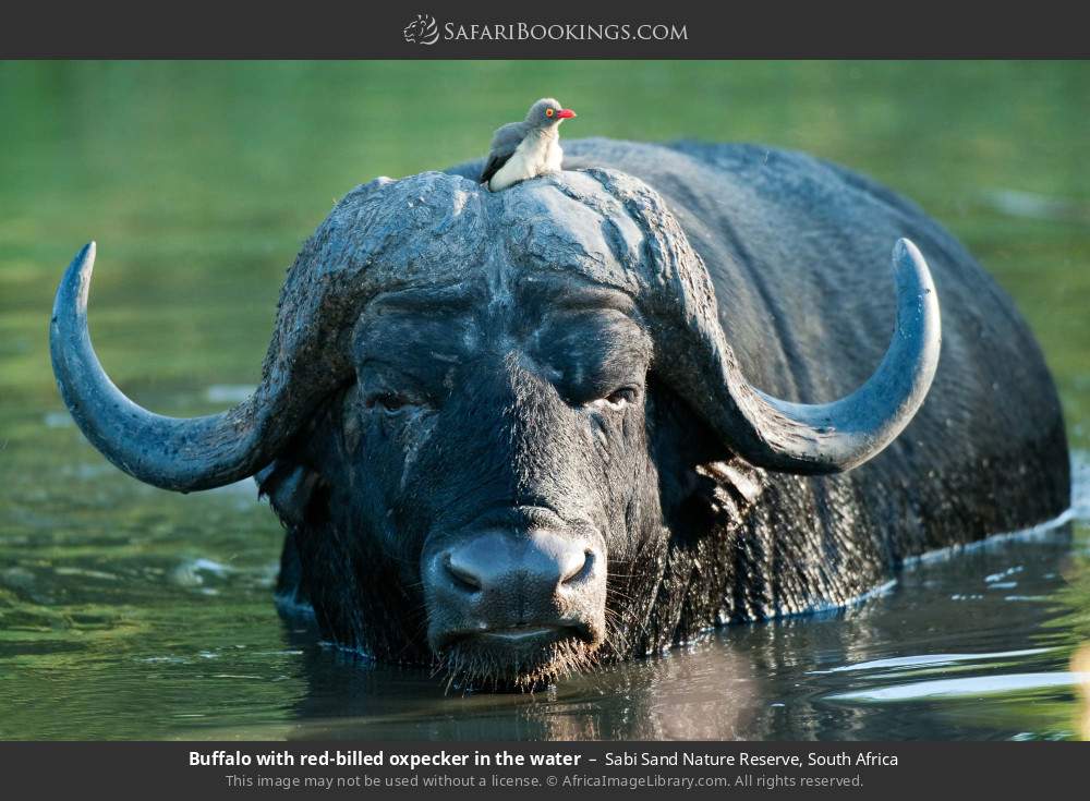 Buffalo with red-billed oxpecker in the water in Sabi Sand Nature Reserve, South Africa