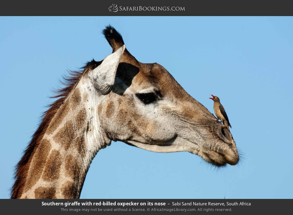 Southern giraffe with red-billed oxpecker on its nose in Sabi Sand Nature Reserve, South Africa