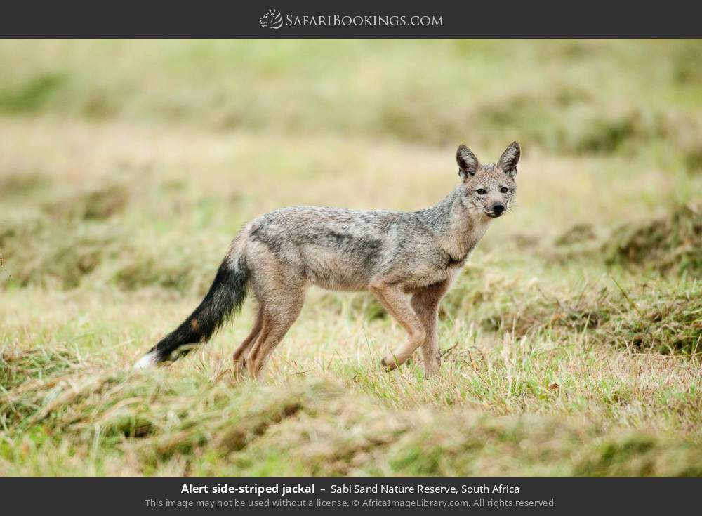 Alert side-striped jackal in Sabi Sand Nature Reserve, South Africa