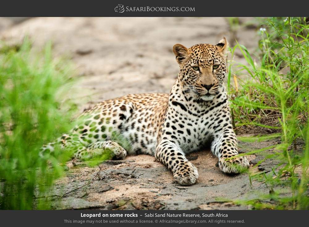 Leopard on some rocks in Sabi Sand Nature Reserve, South Africa