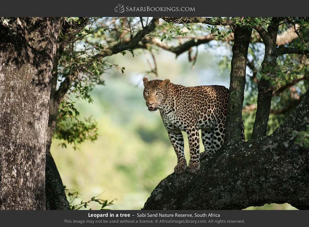 Leopard in a tree in Sabi Sand Nature Reserve, South Africa