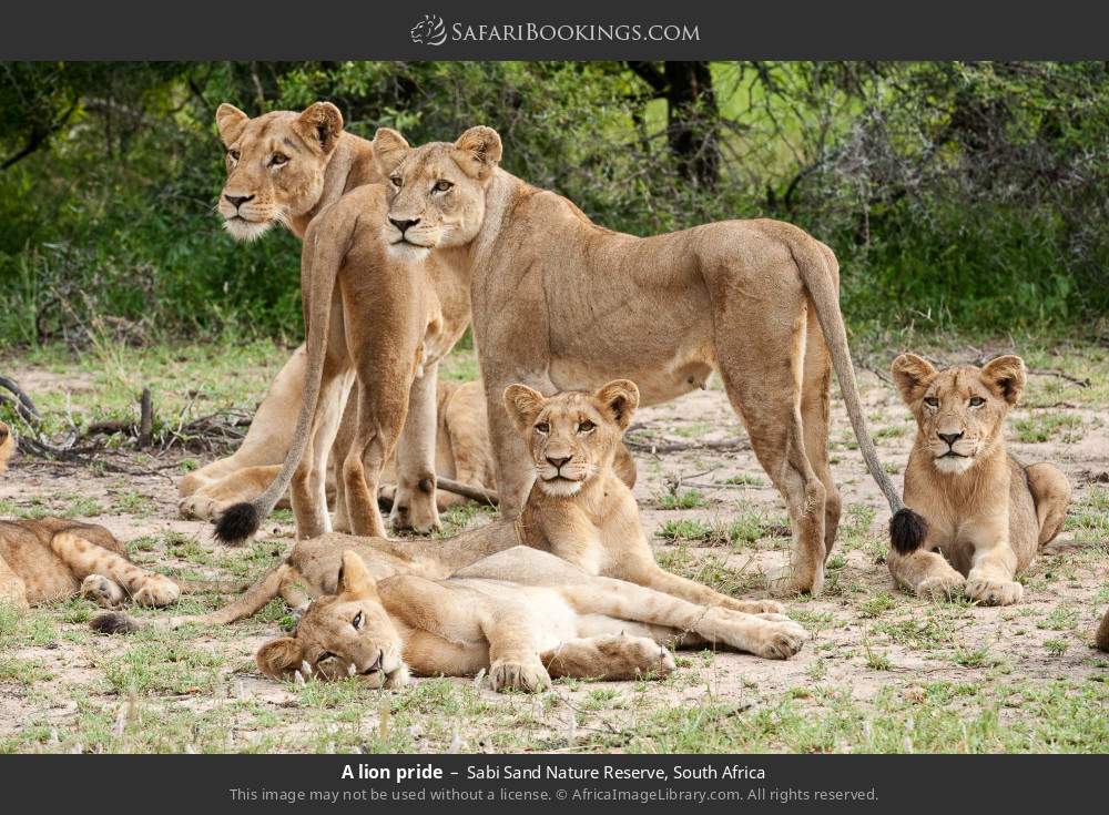 A lion pride in Sabi Sand Nature Reserve, South Africa