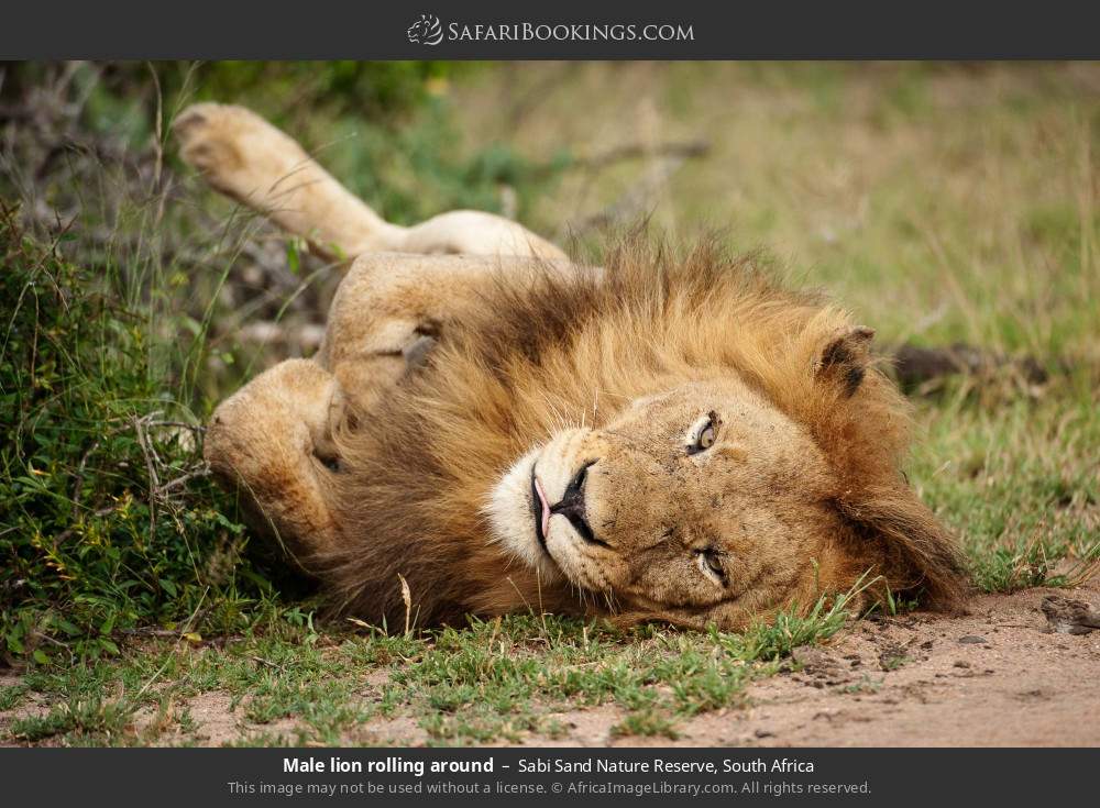 Male lion rolling around in Sabi Sand Nature Reserve, South Africa