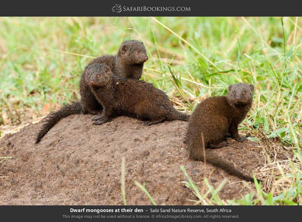 Dwarf mongooses at their den in Sabi Sand Nature Reserve, South Africa