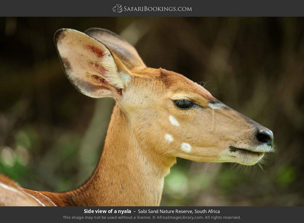 Side view of a nyala in Sabi Sand Nature Reserve, South Africa