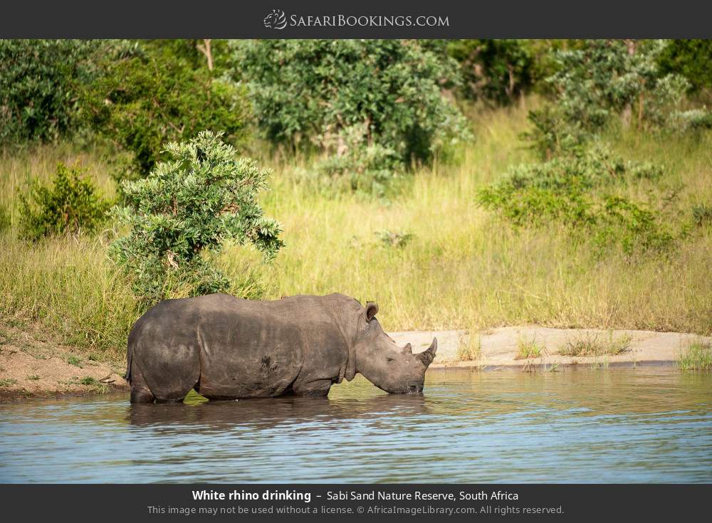 White rhino drinking in Sabi Sand Nature Reserve, South Africa