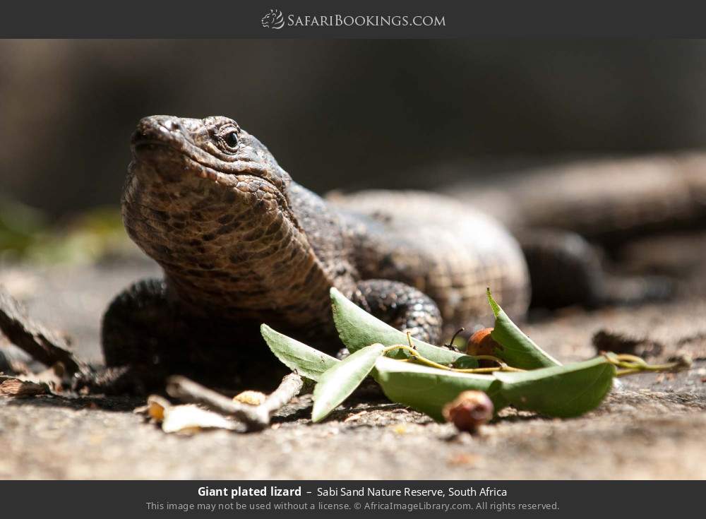 Giant plated lizard in Sabi Sand Nature Reserve, South Africa