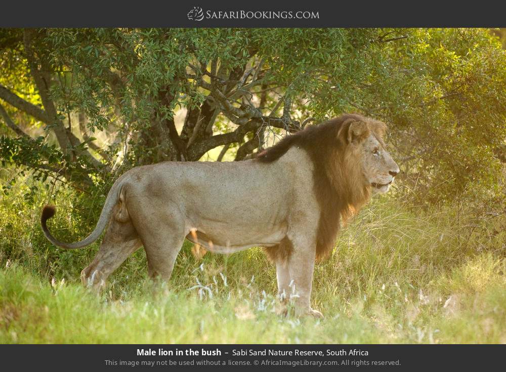 Male lion in the bush in Sabi Sand Nature Reserve, South Africa