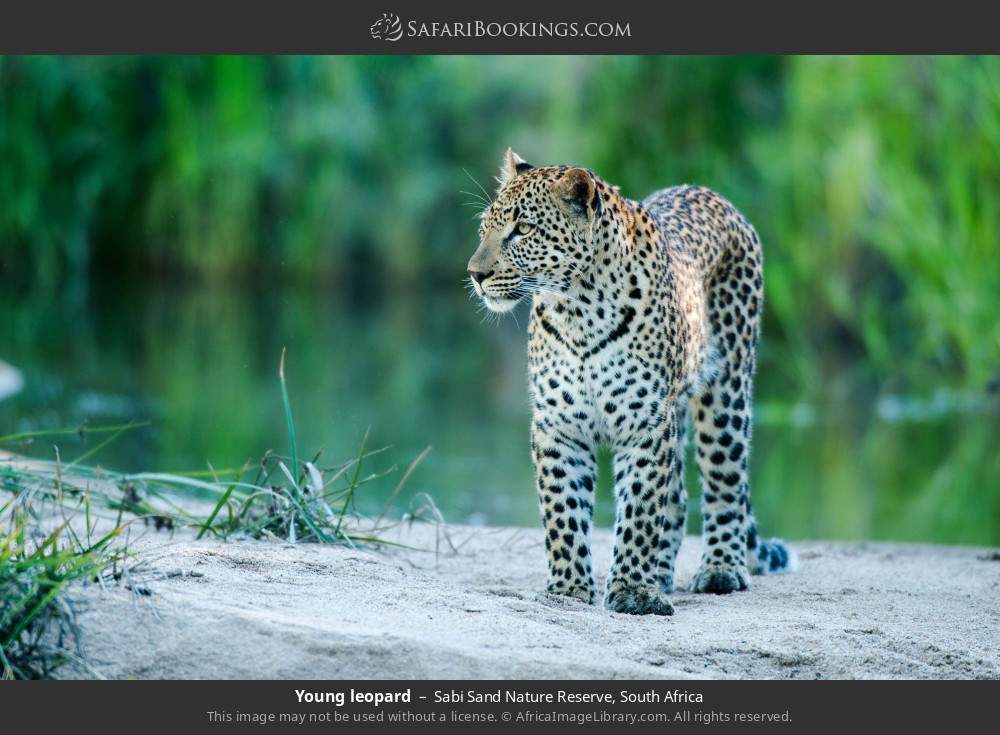 Young leopard in Sabi Sand Nature Reserve, South Africa