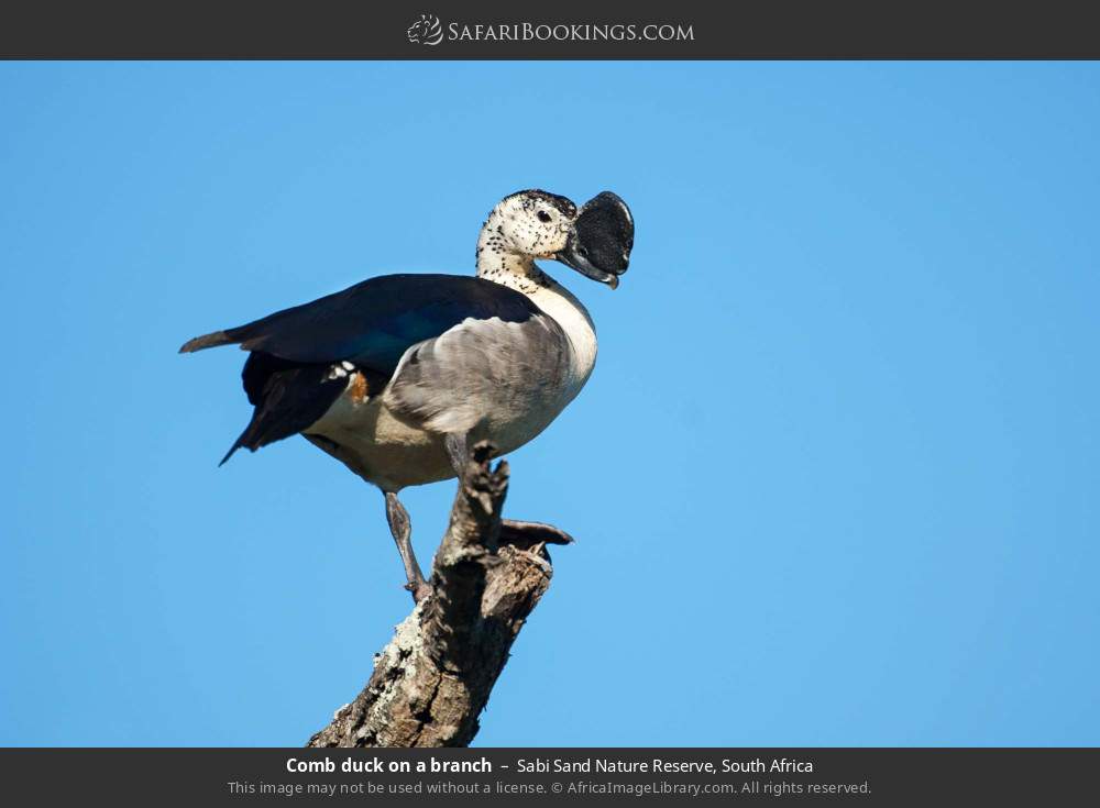 Comb duck on a branch in Sabi Sand Nature Reserve, South Africa