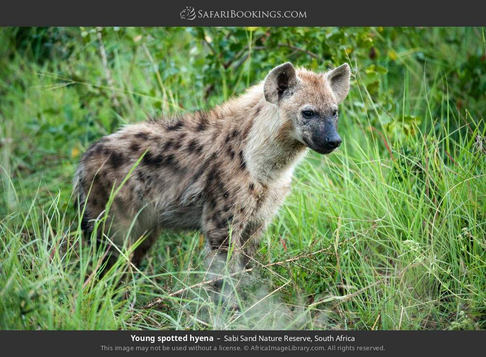 Young spotted hyena in Sabi Sand Nature Reserve, South Africa