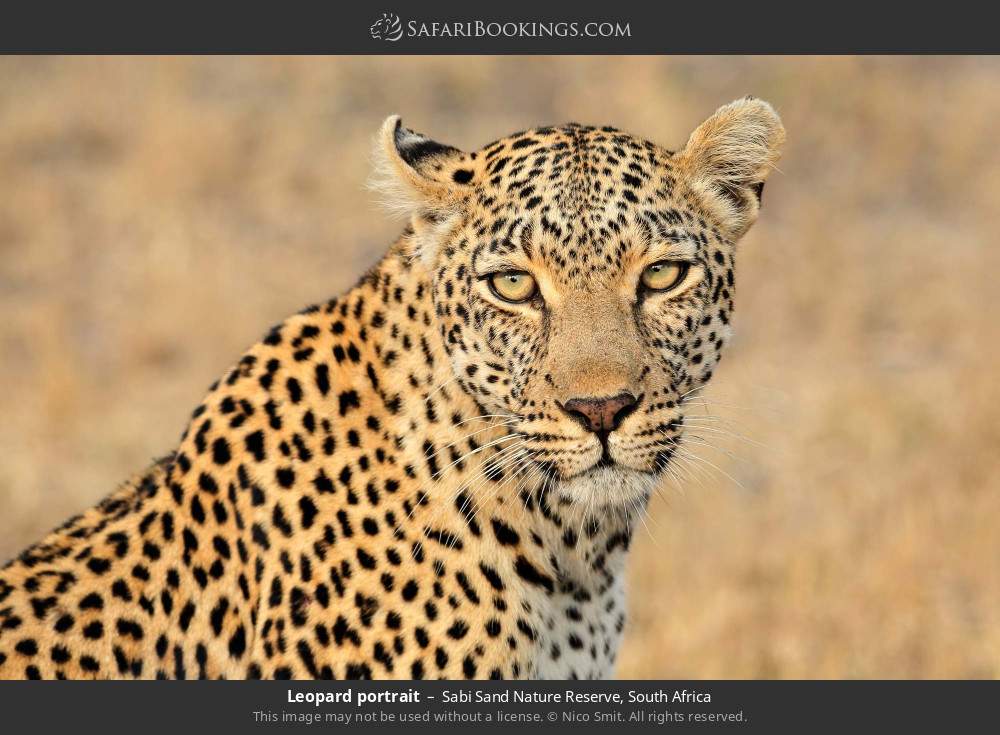 Leopard portrait in Sabi Sand Nature Reserve, South Africa
