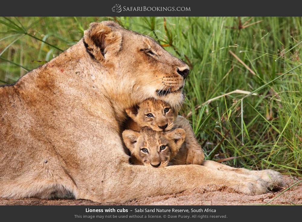 Lioness with cubs in Sabi Sand Nature Reserve, South Africa
