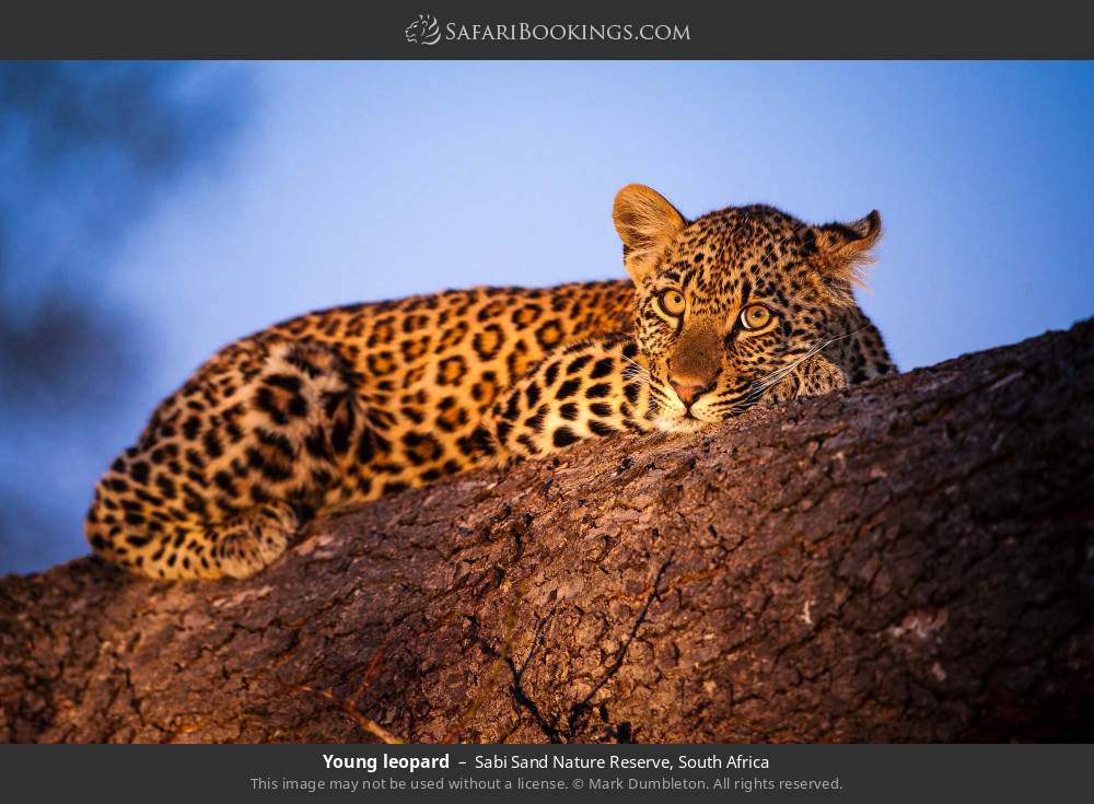Young leopard in Sabi Sand Nature Reserve, South Africa
