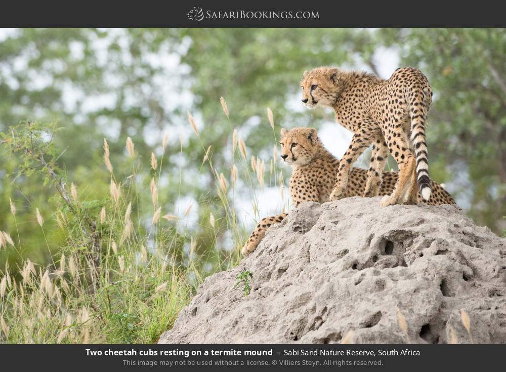Two cheetah cubs resting on a termite mound in Sabi Sand Nature Reserve, South Africa