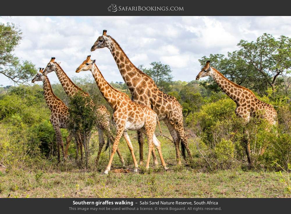 Southern giraffes walking in Sabi Sand Nature Reserve, South Africa