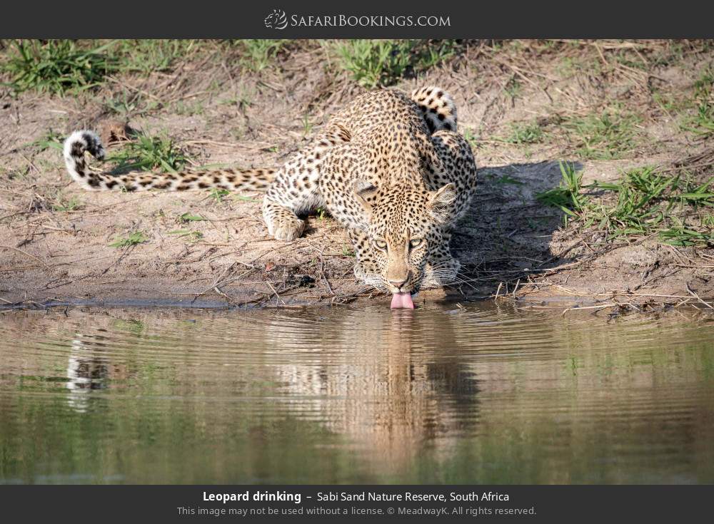 Leopard drinking in Sabi Sand Nature Reserve, South Africa