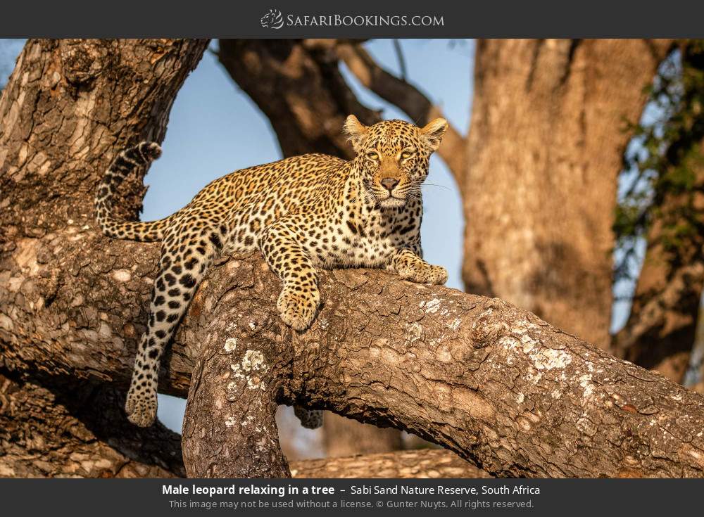 Male leopard relaxing in a tree in Sabi Sand Nature Reserve, South Africa