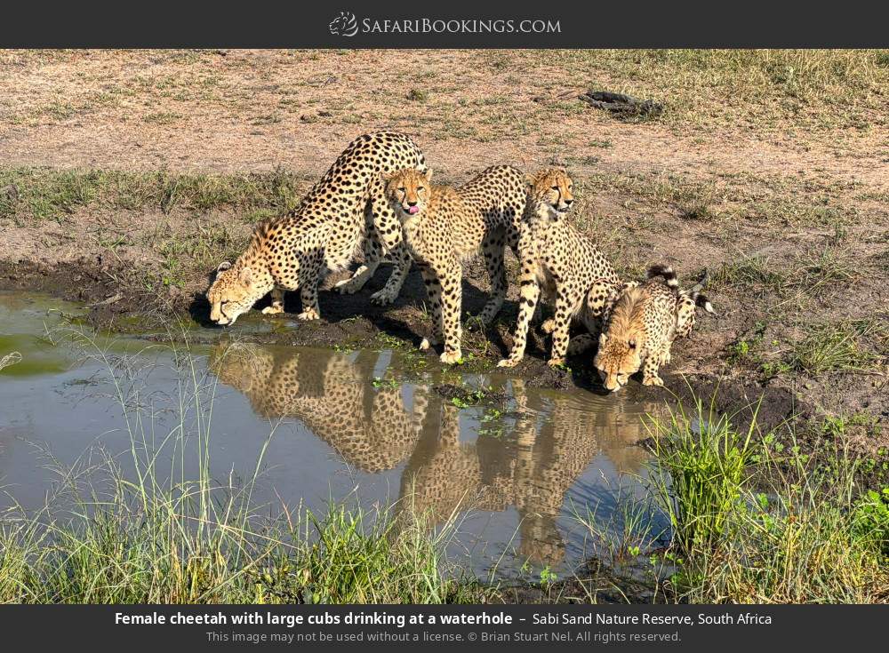 Female cheetah with large cubs drinking at a waterhole in Sabi Sand Nature Reserve, South Africa