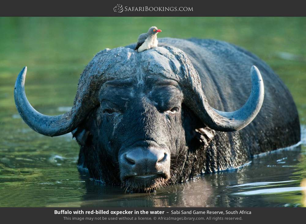 Buffalo with red-billed oxpecker in the water in Sabi Sand Private Game Reserve, South Africa