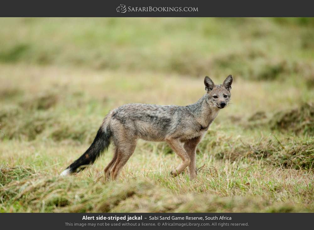 Alert side-striped jackal in Sabi Sand Private Game Reserve, South Africa