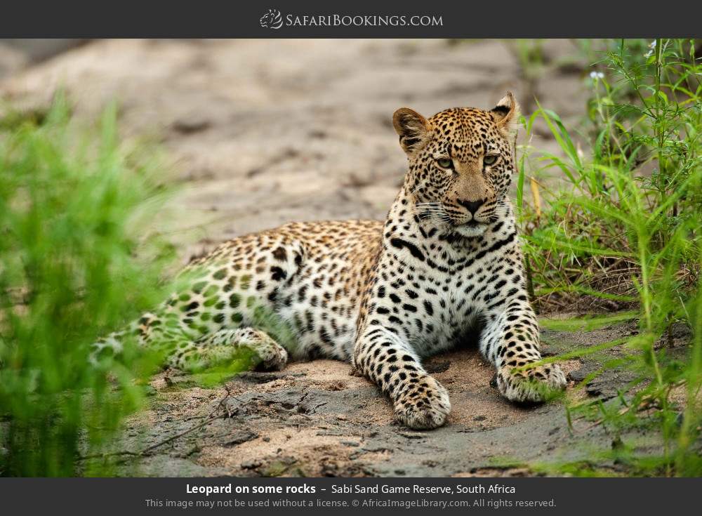 Leopard on some rocks in Sabi Sand Private Game Reserve, South Africa
