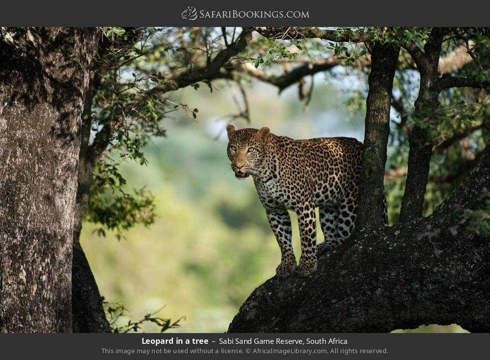 Leopard in a tree in Sabi Sand Private Game Reserve, South Africa