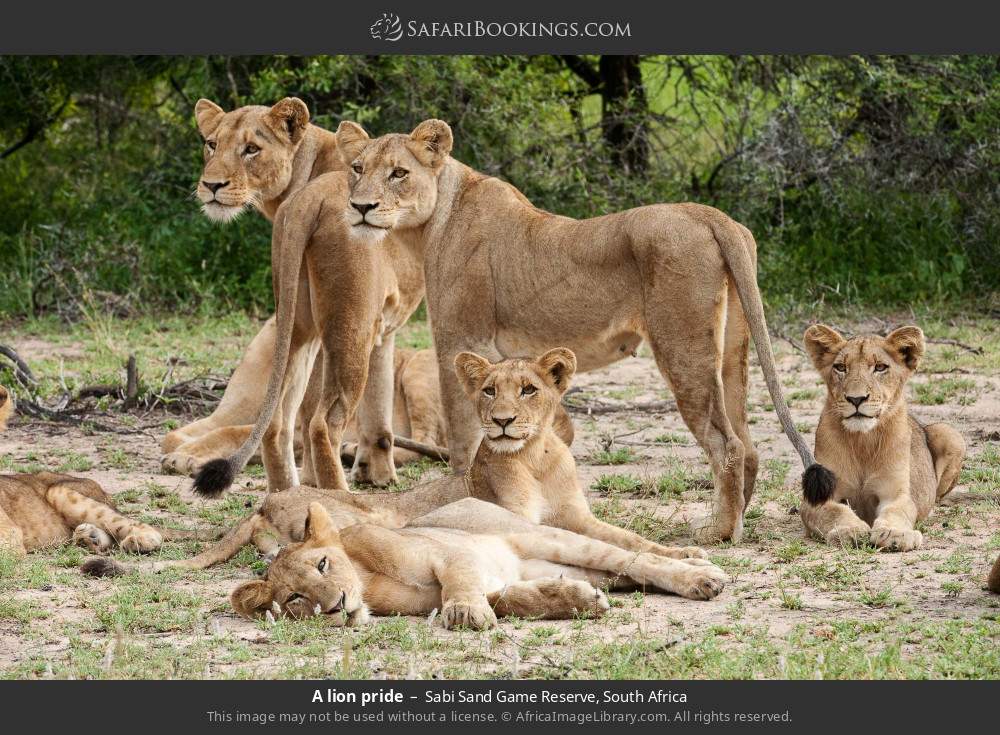 A lion pride in Sabi Sand Private Game Reserve, South Africa