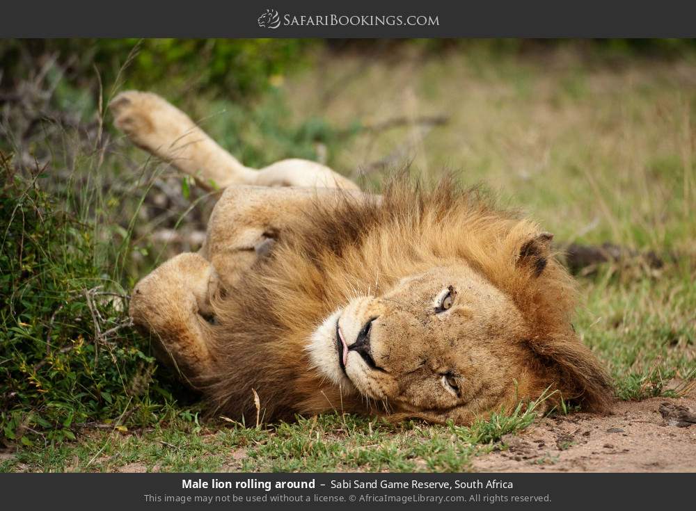 Male lion rolling around in Sabi Sand Private Game Reserve, South Africa