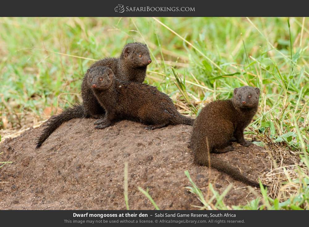 Dwarf mongooses at their den in Sabi Sand Private Game Reserve, South Africa