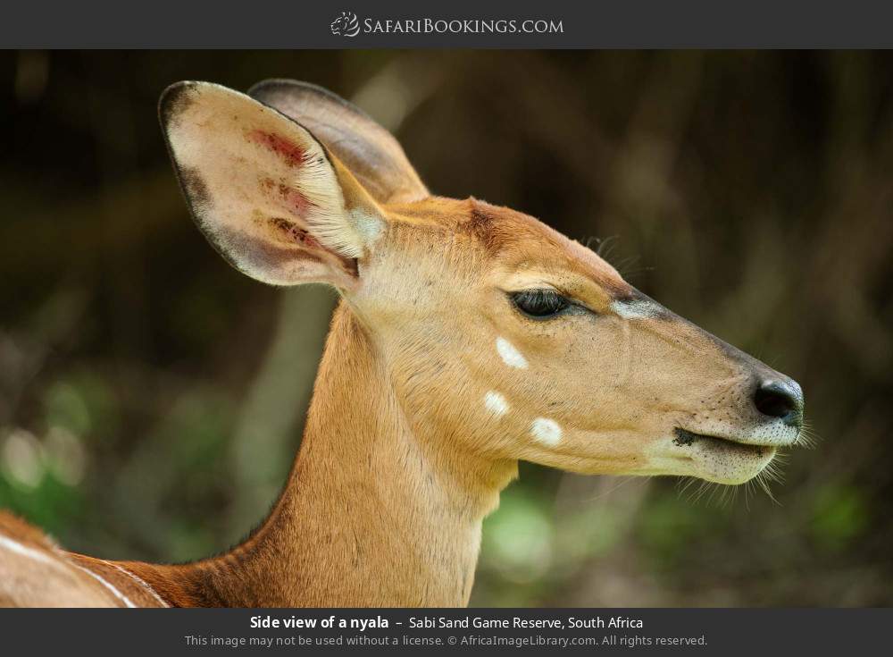 Side view of a nyala in Sabi Sand Private Game Reserve, South Africa