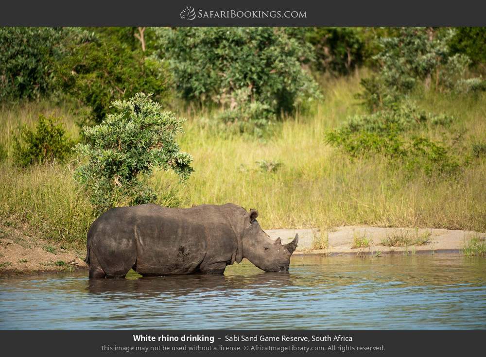 White rhino drinking in Sabi Sand Private Game Reserve, South Africa
