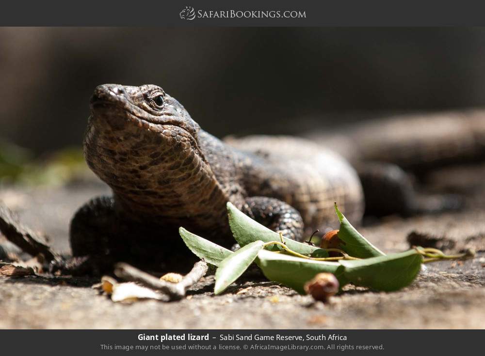 Giant plated lizard in Sabi Sand Private Game Reserve, South Africa