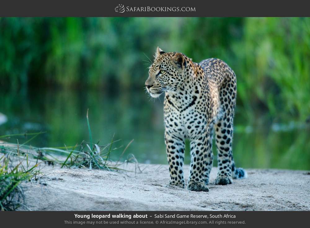 Young leopard walking about in Sabi Sand Private Game Reserve, South Africa