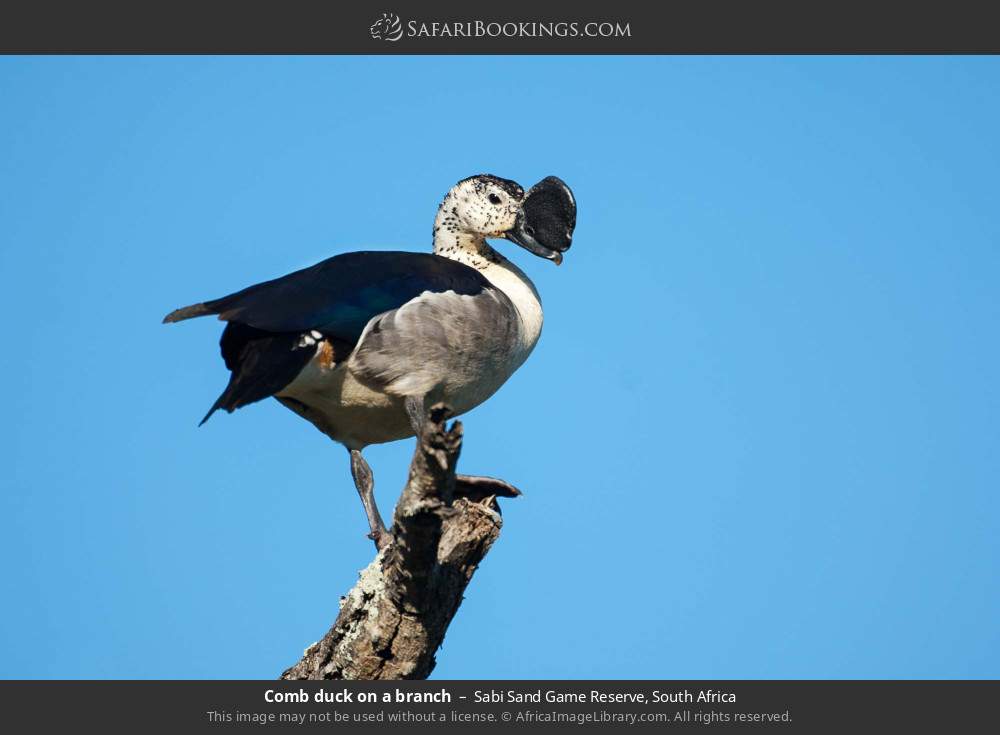 Comb duck on a branch in Sabi Sand Private Game Reserve, South Africa