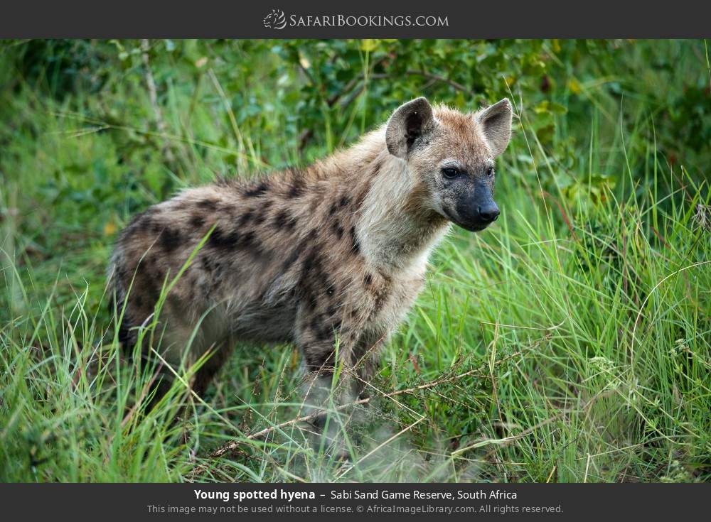 Young spotted hyena in Sabi Sand Private Game Reserve, South Africa