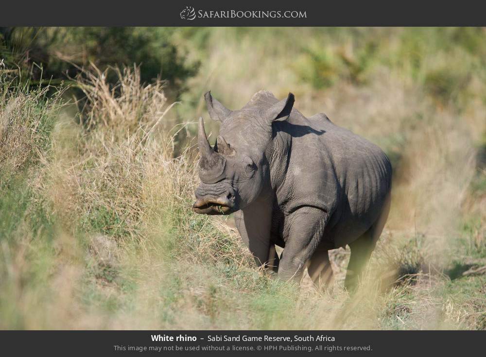 White rhino in Sabi Sand Private Game Reserve, South Africa