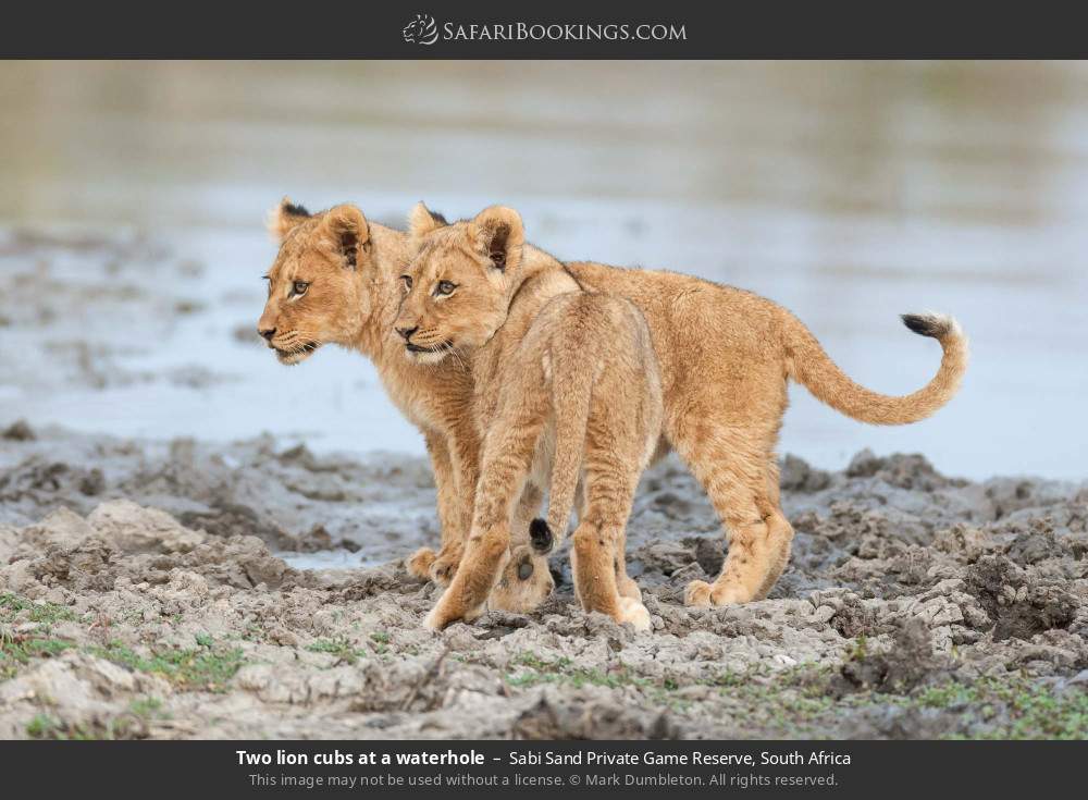 Two lion cubs at a waterhole in Sabi Sand Private Game Reserve, South Africa