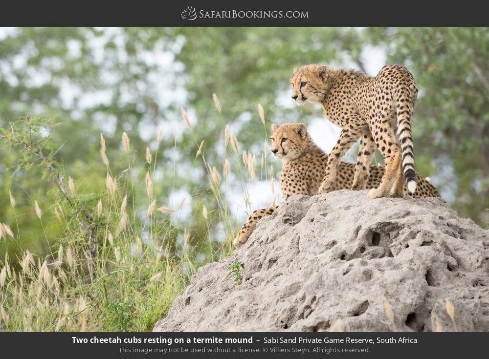Two cheetah cubs resting on a termite mound in Sabi Sand Private Game Reserve, South Africa