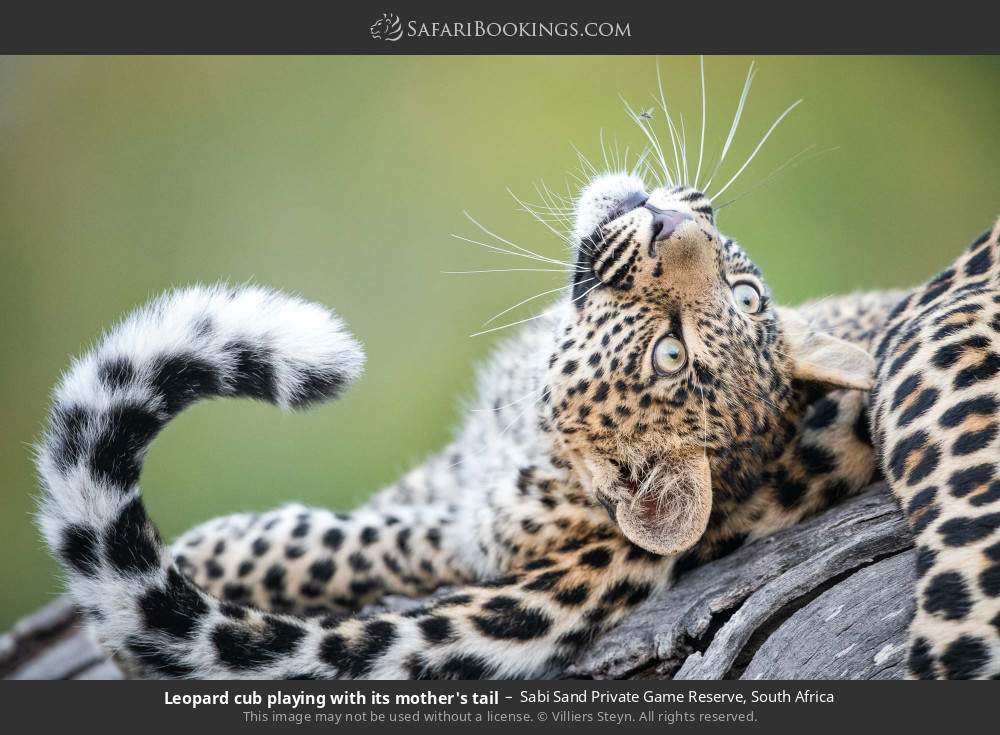 Leopard cub playing with its mother's tail in Sabi Sand Private Game Reserve, South Africa