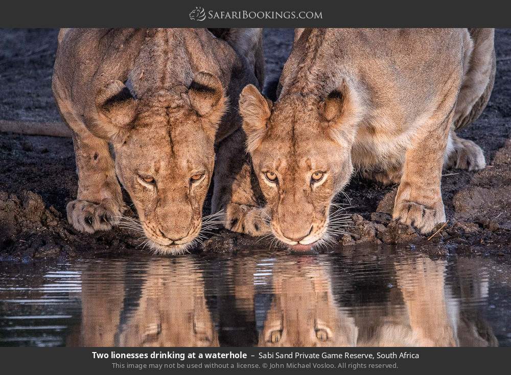 Two lionesses drinking at a waterhole in Sabi Sand Private Game Reserve, South Africa