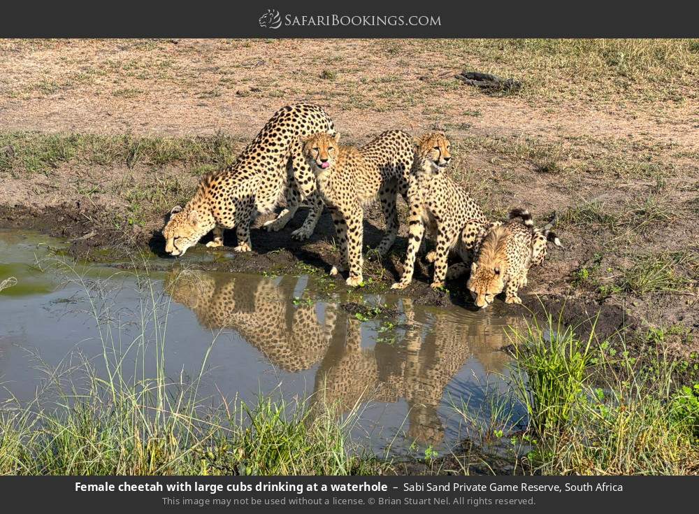 Female cheetah with large cubs drinking at a waterhole in Sabi Sand Private Game Reserve, South Africa