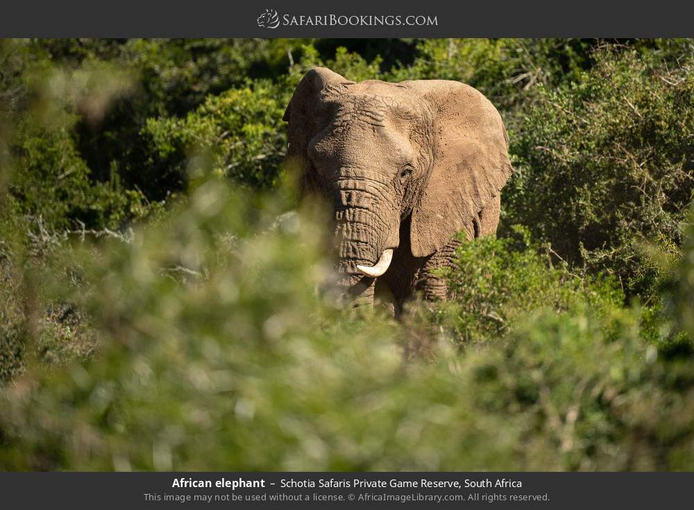 African elephant in Schotia Safaris Private Game Reserve, South Africa