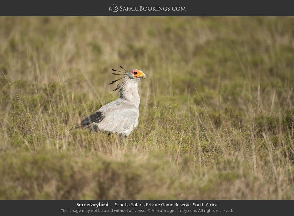 Secretarybird in Schotia Safaris Private Game Reserve, South Africa