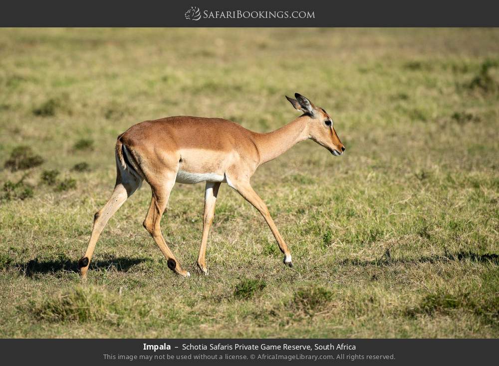 Impala in Schotia Safaris Private Game Reserve, South Africa