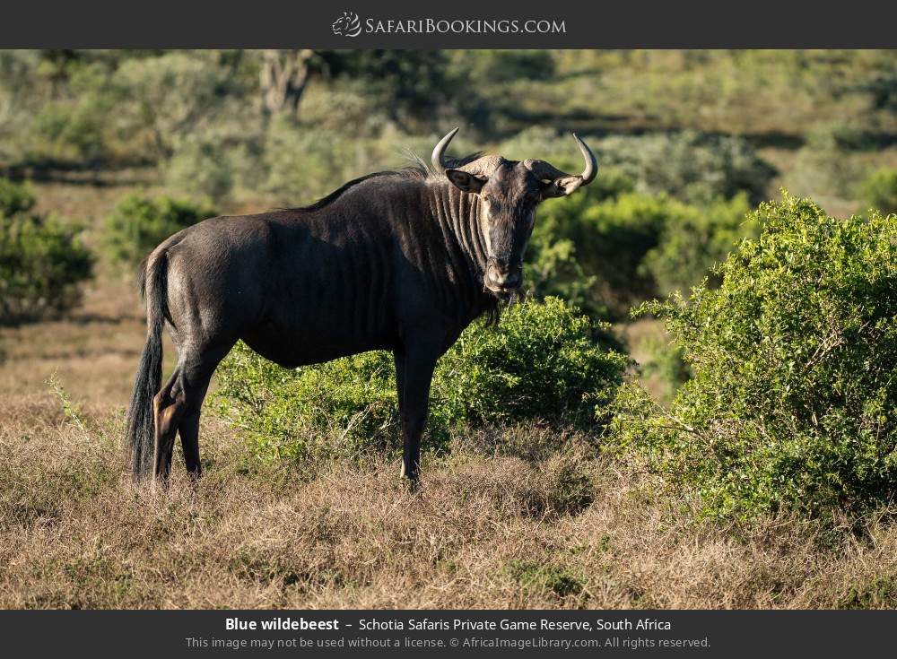 Blue wildebeest in Schotia Safaris Private Game Reserve, South Africa