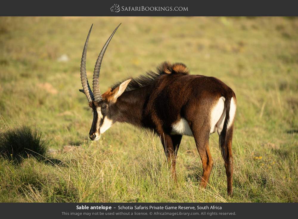 Sable antelope in Schotia Safaris Private Game Reserve, South Africa