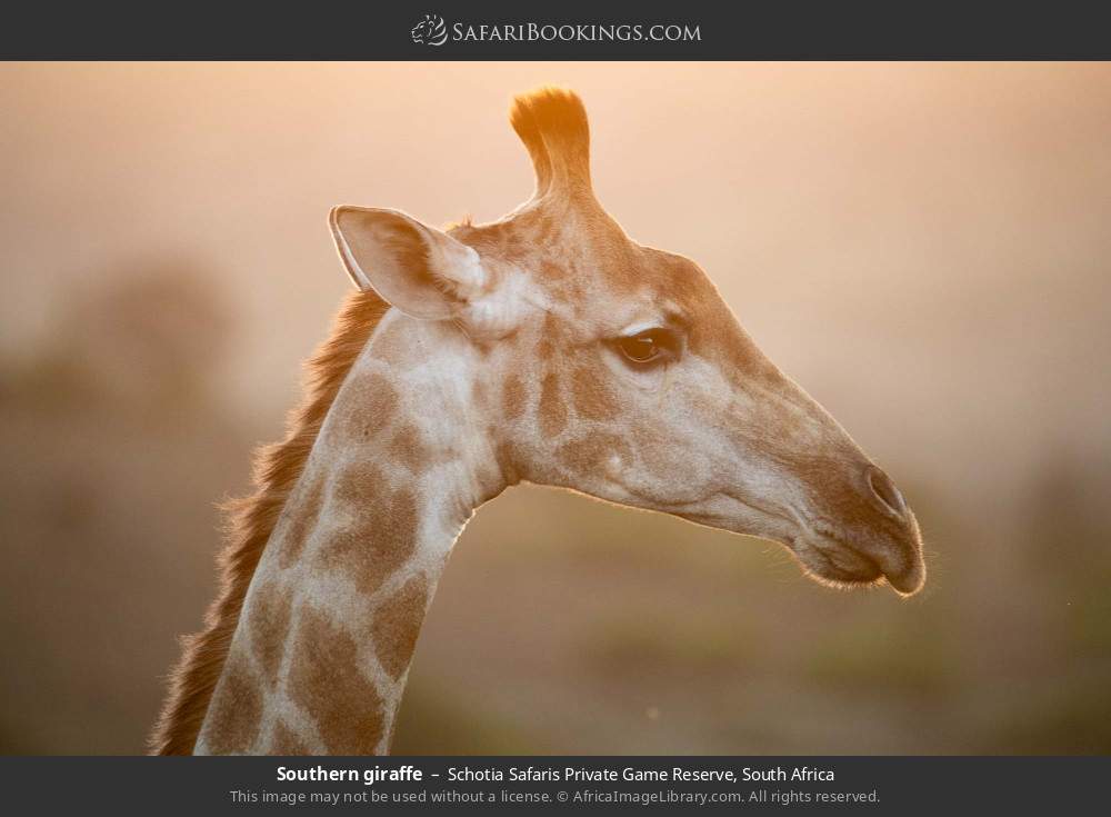 Southern giraffe in Schotia Safaris Private Game Reserve, South Africa