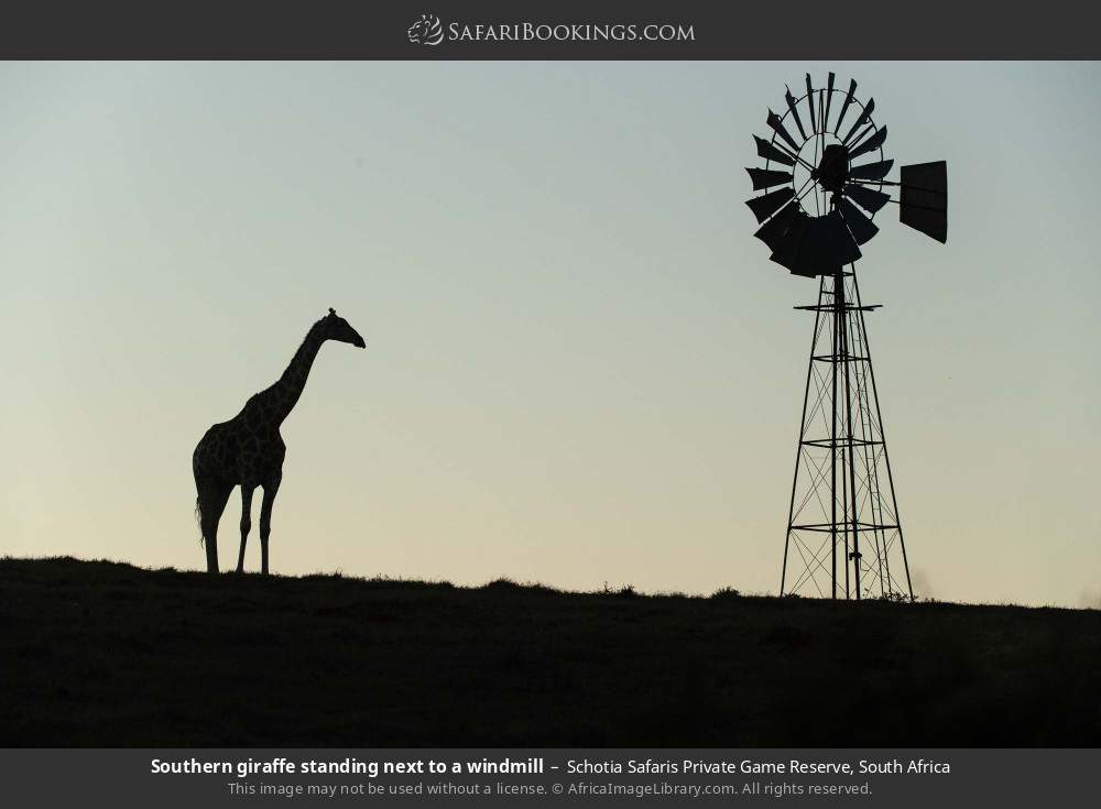 Southern giraffe standing next to a windmill in Schotia Safaris Private Game Reserve, South Africa